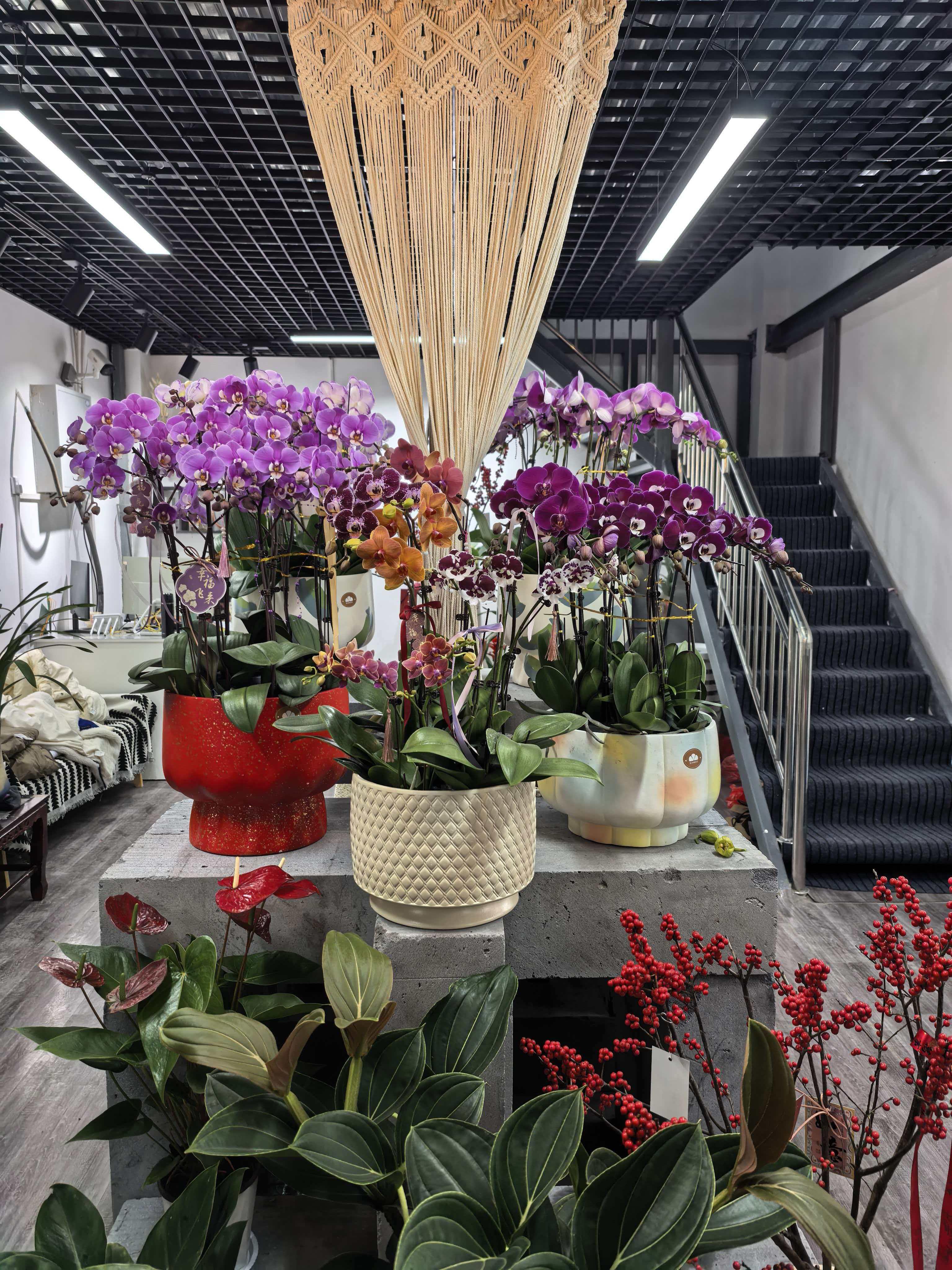 花与家焕新馆2
